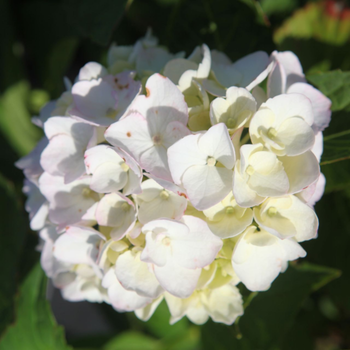 5128_112844_Hydrangea_macrophylla_Mme_Emile_Mouillère_bloom[1].png